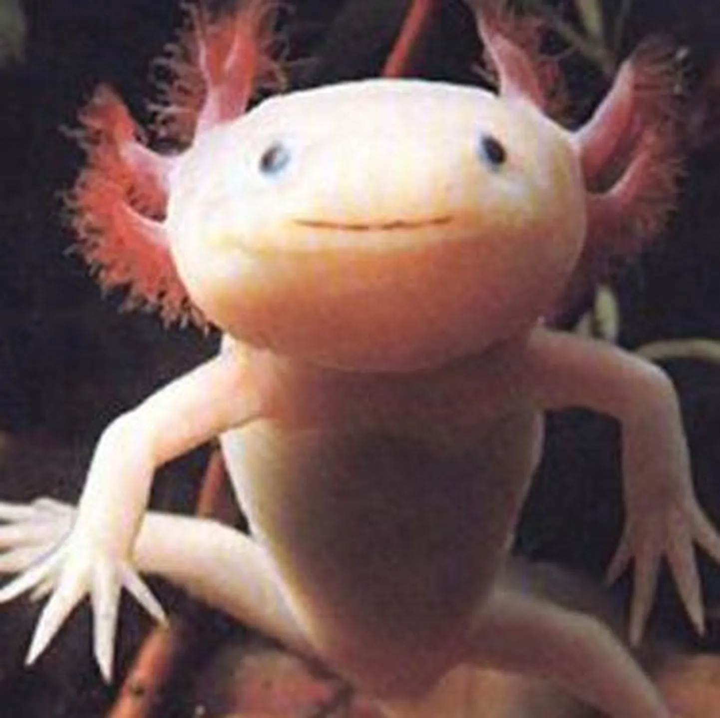 Mehhiko tömpsuu (Ambystoma mexicanum)