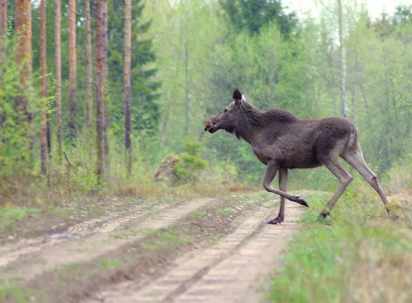 Foto põdralehmast on illustratiivne