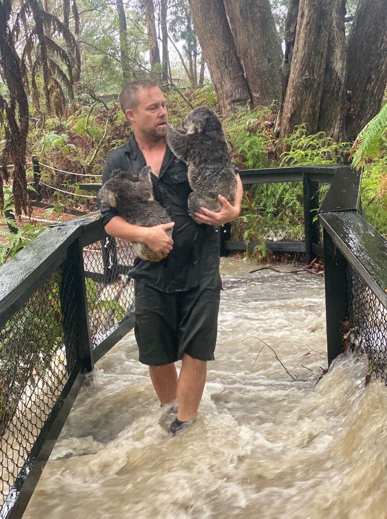 Australian Reptile Parki töötaja kandmas tulvade kätte jäänud looduskeskuse koaalasid ohutusse kohta.