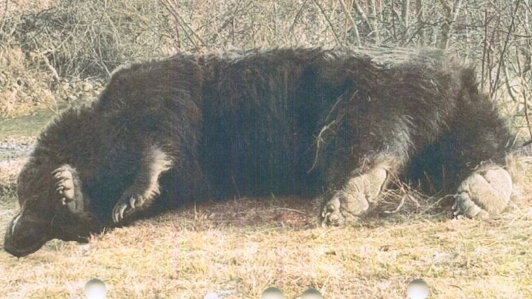 Убитый медведь
