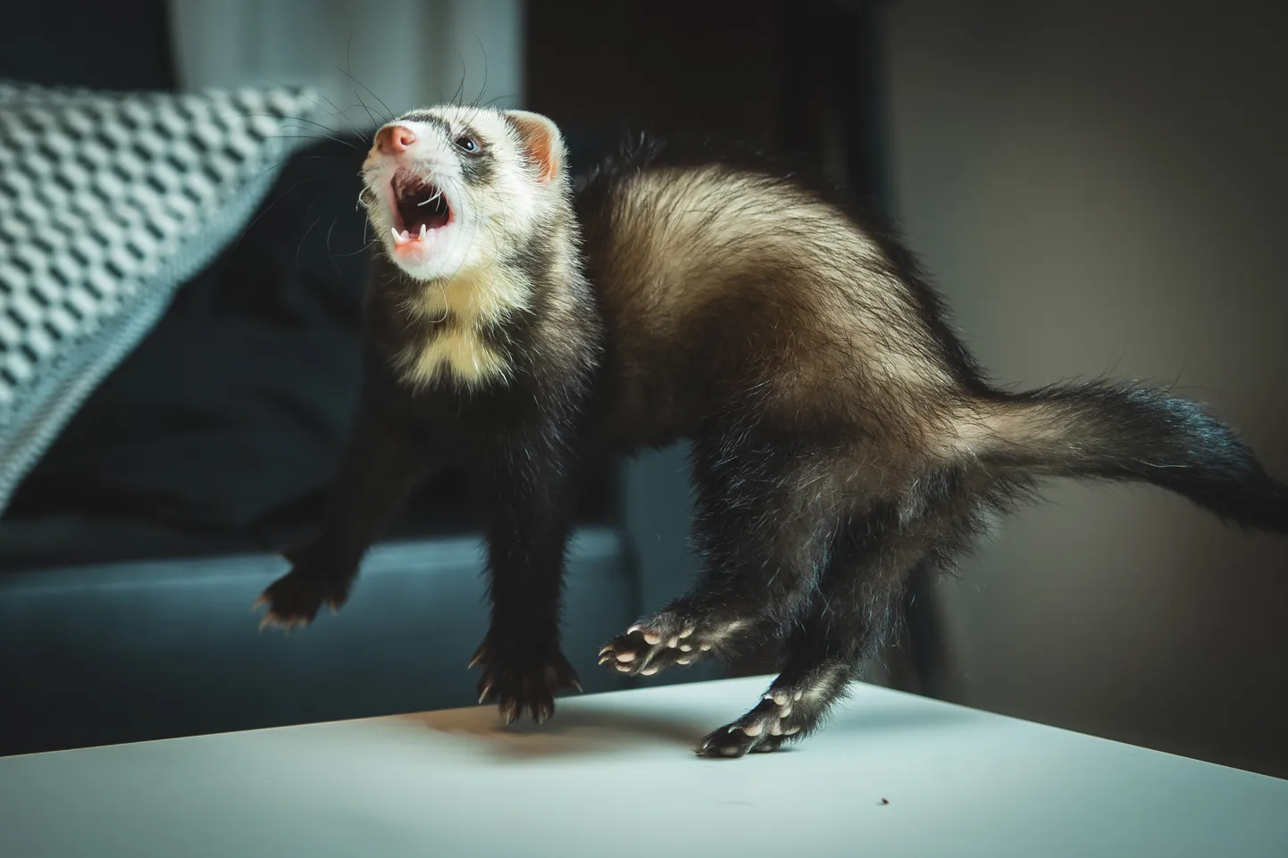 Raksta foto