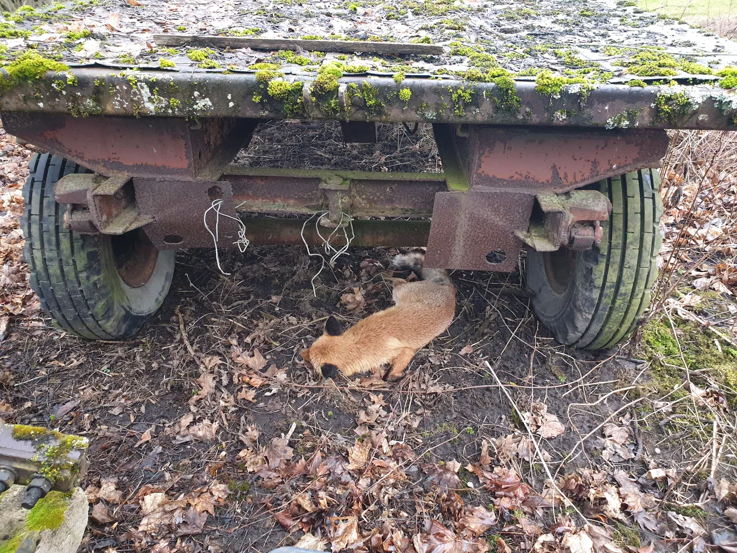 Rebane võis surra koerte katku