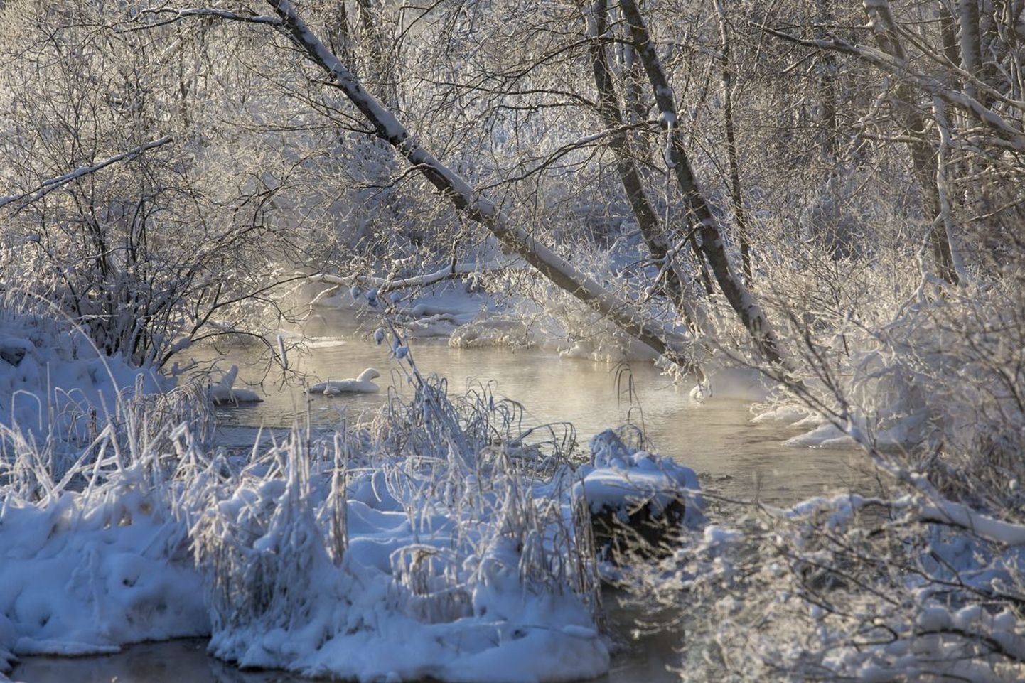 Puhas lumi ja karge külm maalivad loodusest kauni ­pildi.