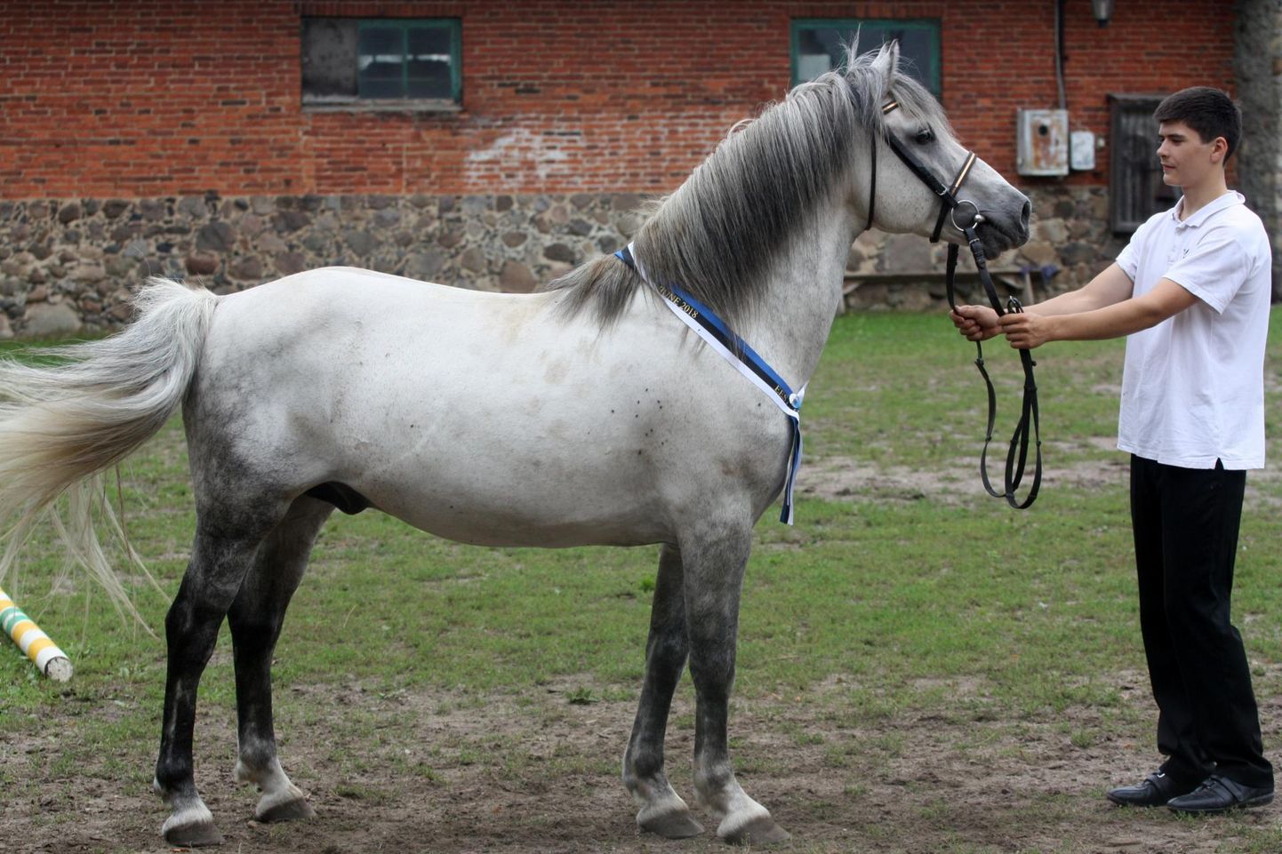 Eesti hobusekasvatajate selts omistas 2018. aasta Eesti täku tiitli Pihtla hobusekasvanduses sündinud ja Tori tallides elavale Akslile. Aasta täkku esitleb Karl Kallaste.