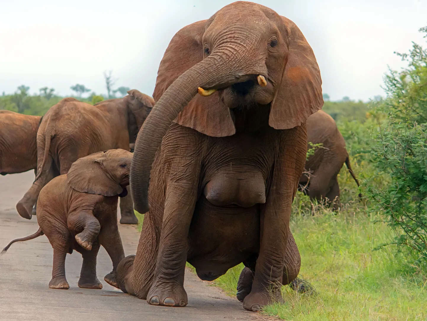 Aafrika elevandid