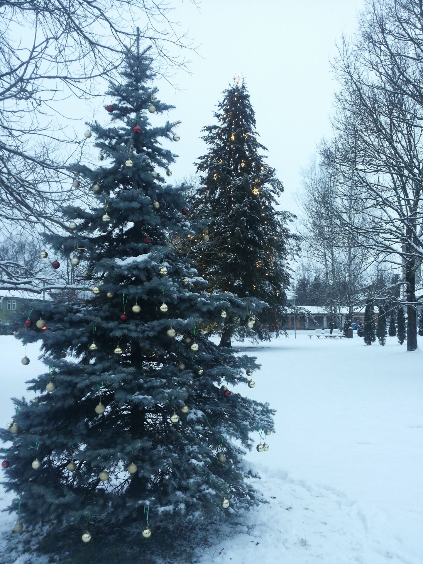 Kaks jõulupuud Türi kesklinna pargis