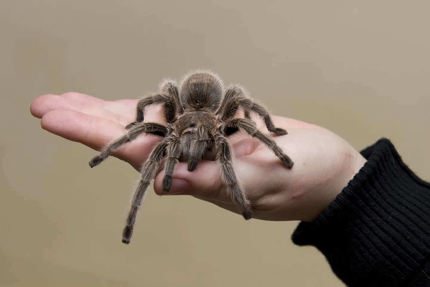 Kui tavaliselt peetakse tarantleid inimesele ohtlikeks loomadeks, siis nüüd on teadlased avastanud, et neist võib ka kasu olla.