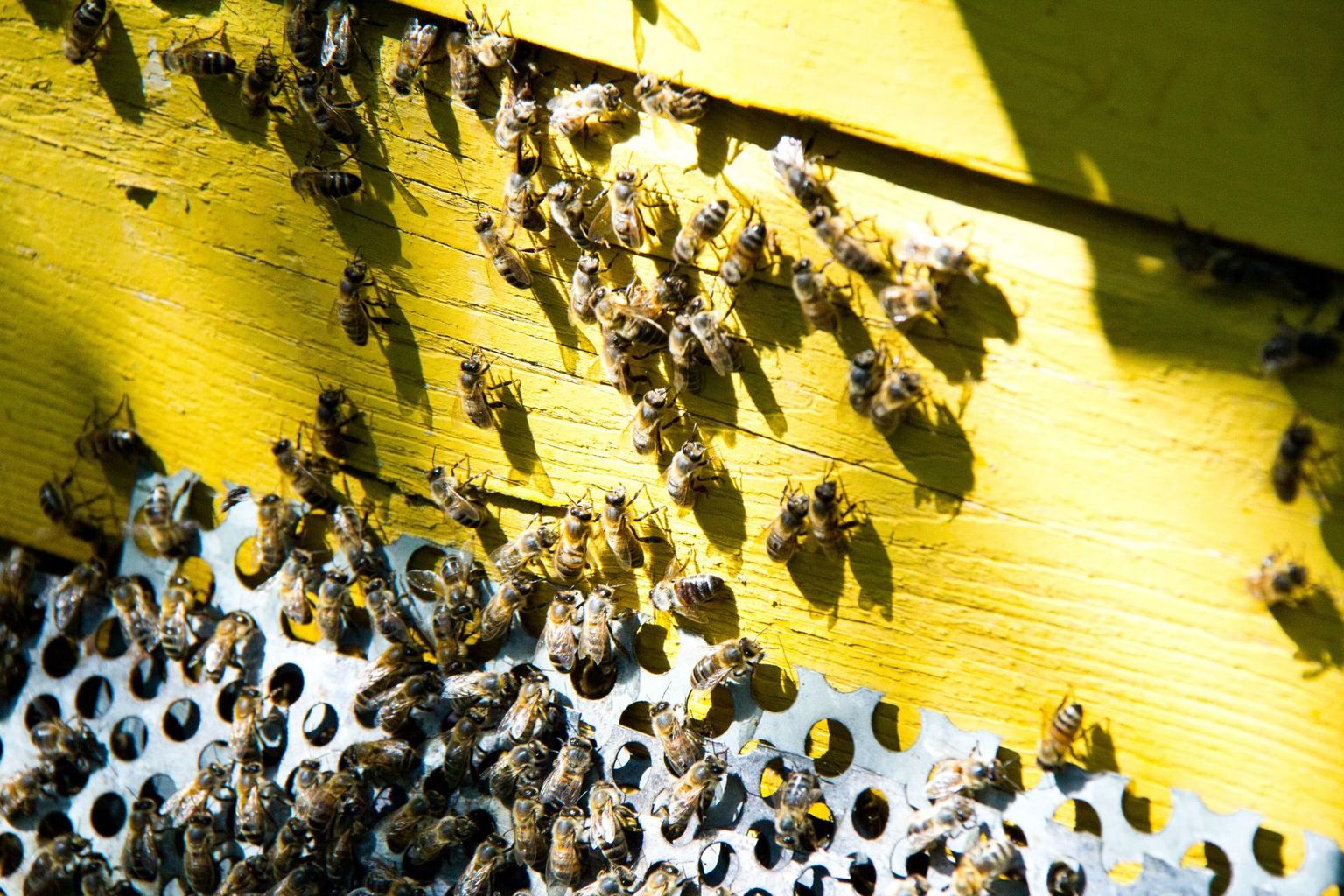 Loodus on pannud õitsvad taimed ja tolmeldajad üksteisest sõltuma. Ka taimekasvatajad ja mesinikud saavad parimaid tulemusi loota ainult sümbioosisarnase koostöötaseme korral.
