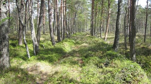 Jalgrattamuuseum korraldab retke Eesti kunagisel peamaanteel