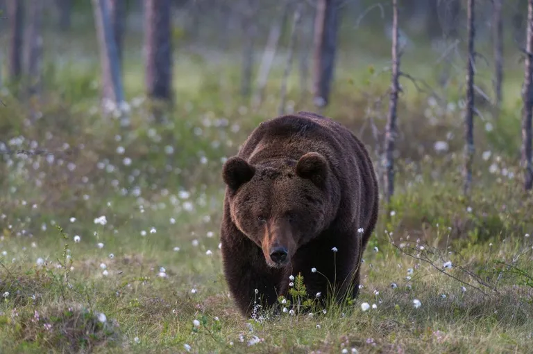 Бурый европейский медведь в Финляндии