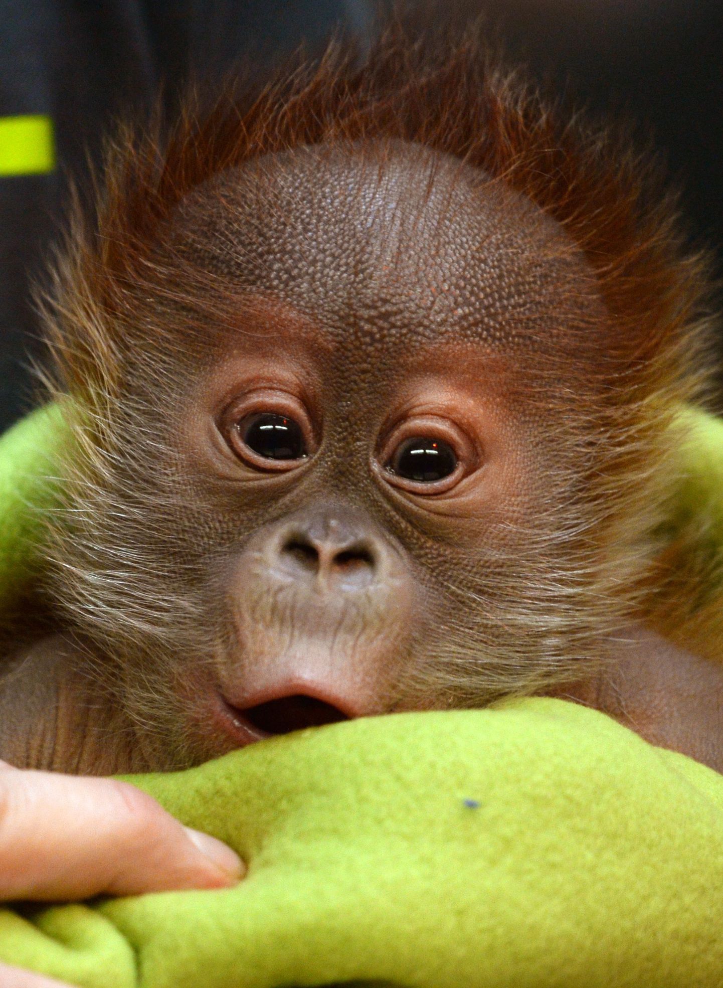 Детеныш орангутанга. Иллюстративное фото.