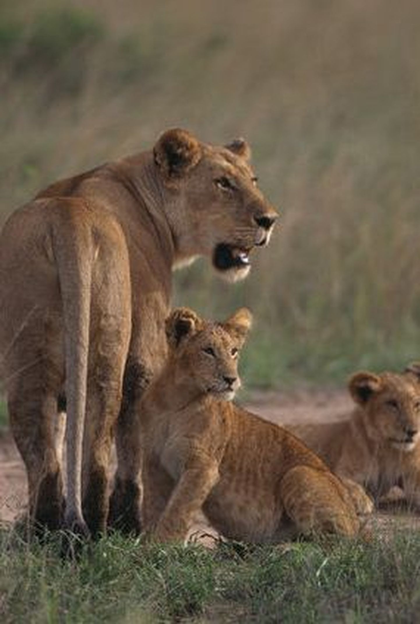 Perekond jäi safaripargis lõvide lõksu