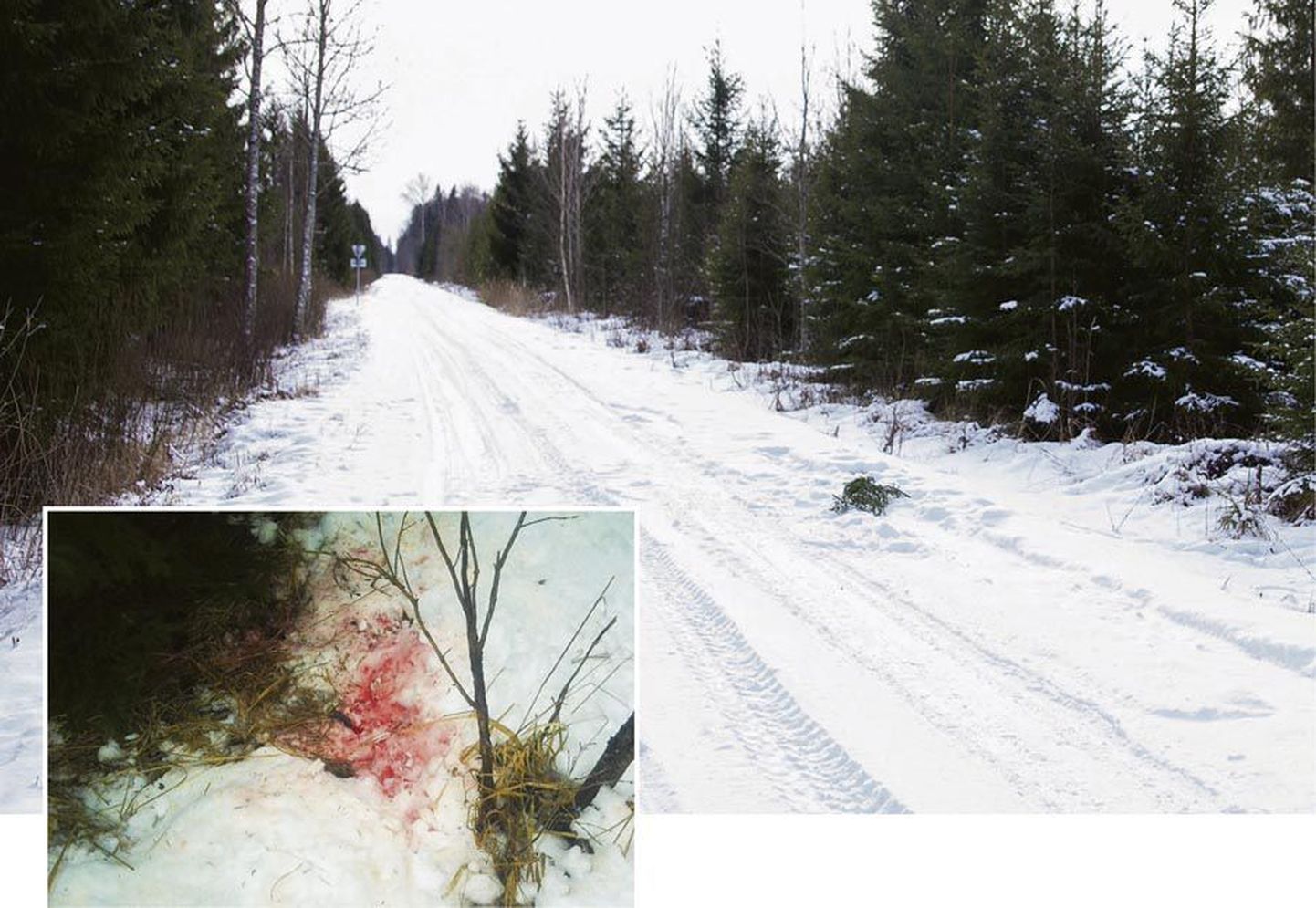 Keskkonnainspektsioon väidab, et tal on aasta tagasi Viljandi vallas Puujala ristmikul toime pandud salaküttimise kohta tugevad tõendid. Nende hulgas on veresegusest lumest võetud DNA-proov, mis kinnitab, et lastud oli hunti.