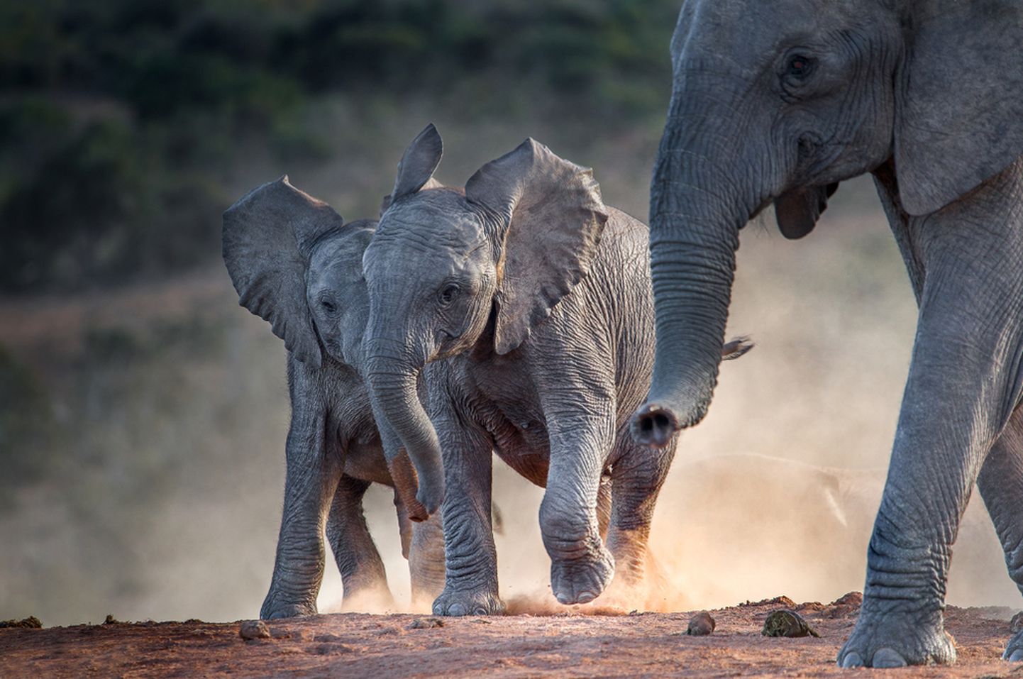 Aafrika elevant poegadega