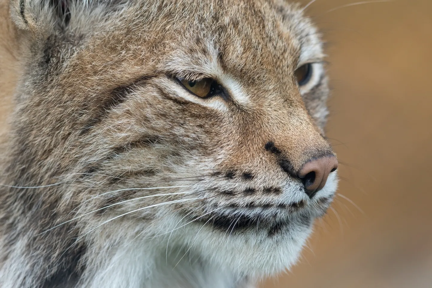 Ilves. Pilt on illustreeriv.