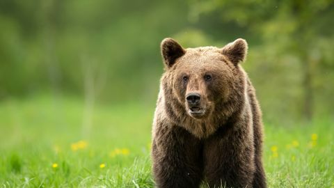 Soomes ründas karu metsajooksu teinud meest