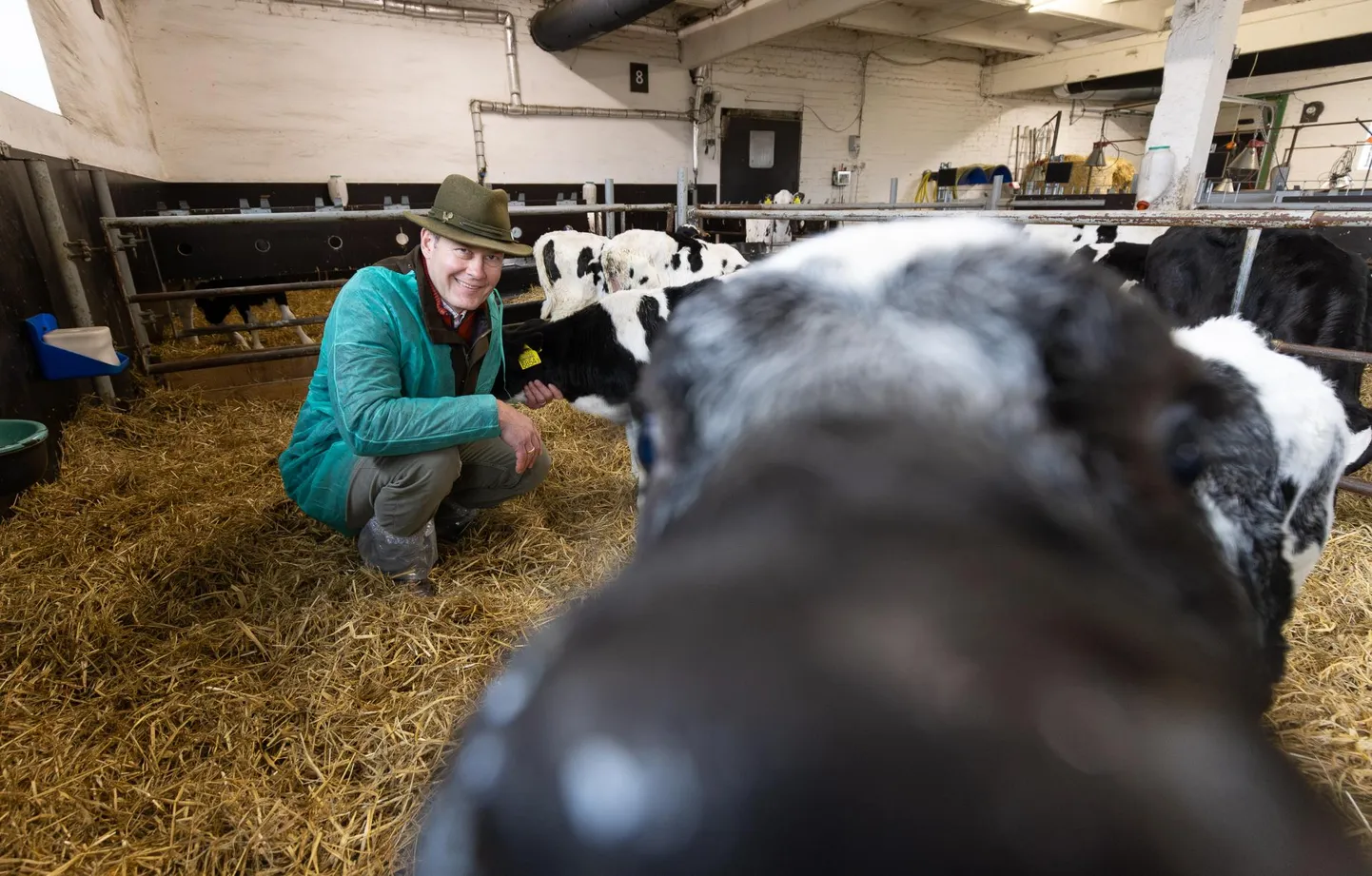 Margo Klaasmägi tutvustas lauda lastetoas holstein-friisi tõugu piimalehma ja belgia sinise lihaveise ristandeid. Kehaehituselt on nad jässakamad.