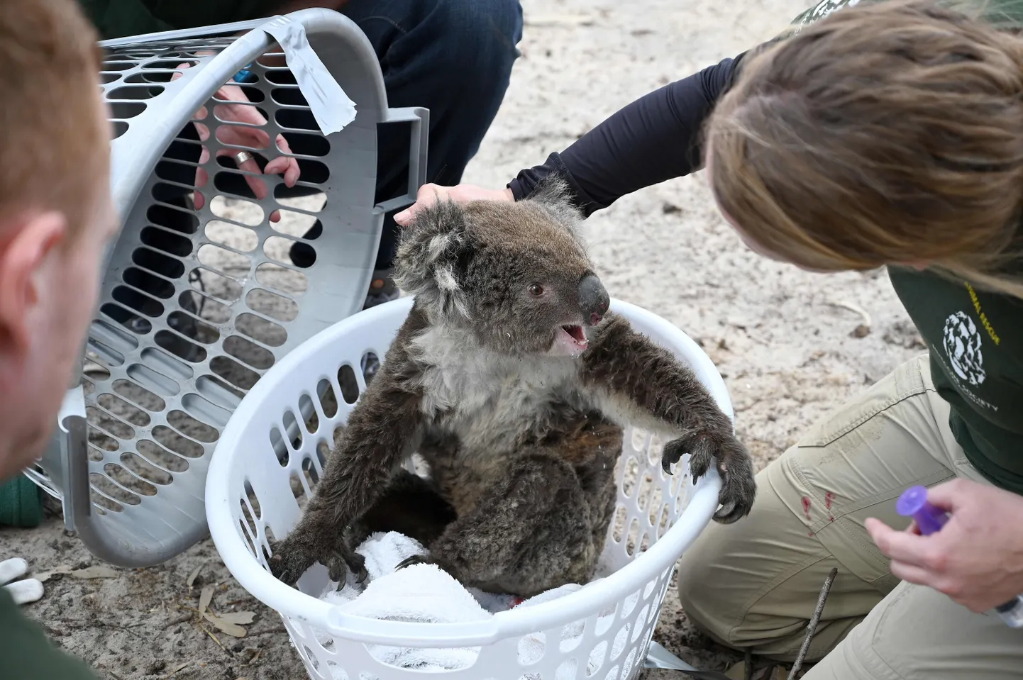 Коала. Фото иллюстративное.