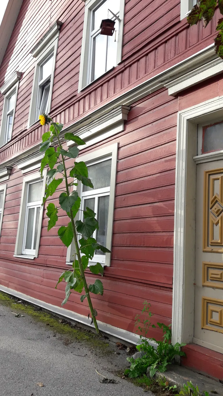 Tartu maja vundamendi nurgast kasvav päevalill.