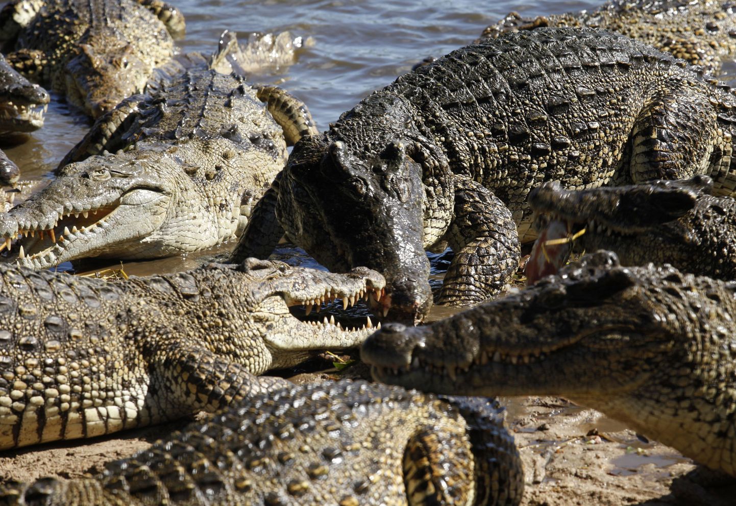 Lõuna-Aafrika farmist põgenes 15 000 krokodilli