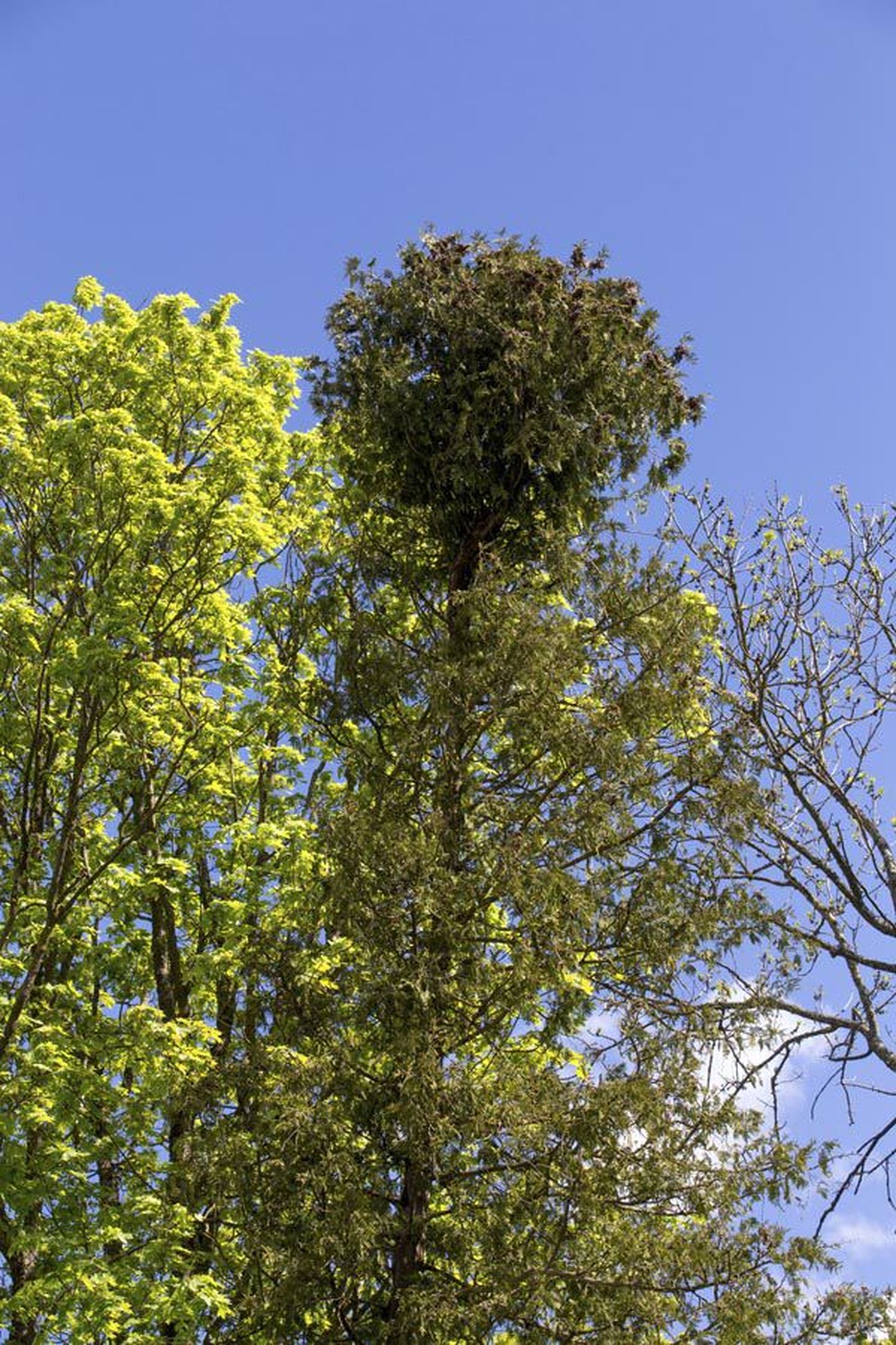 Viljandi Vanal kalmistul kasvab elupuu, mille latva on moodustunud isepärane kera. Võimalik, et niisuguse hälbe on põhjustanud terves Euroopas seni avastamata seenhaigus.