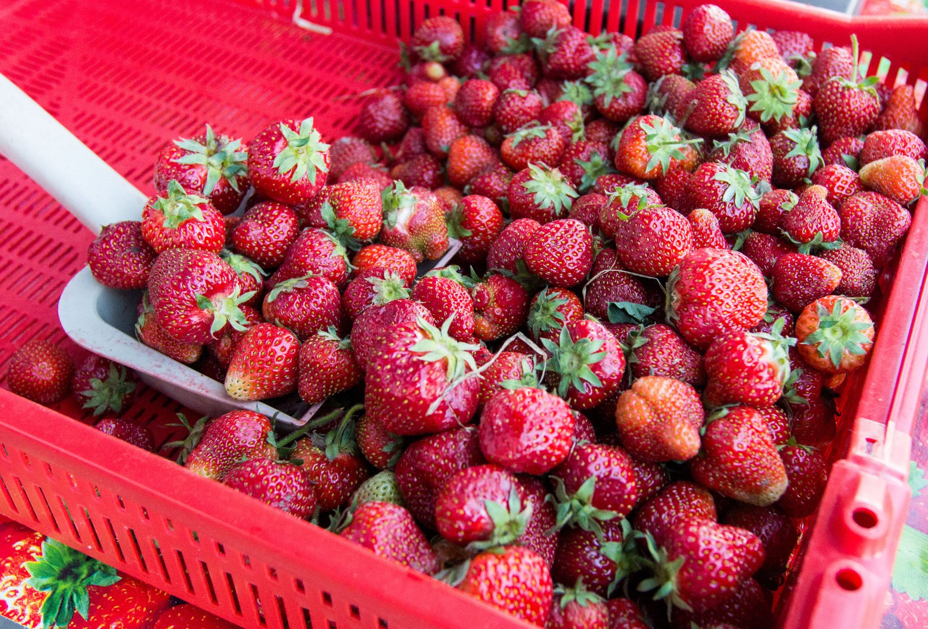 Hetkel on turgudel müügil peamiselt vaid välismaised maasikad.