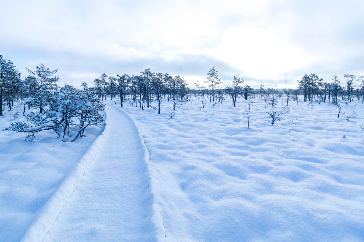 Soomaa rahvusparki tasub talvisel ajal külastada ilma konkursil osalemise soovitagi: silmailu leiab näiteks Riisa rabarajaltki ohtrasti.