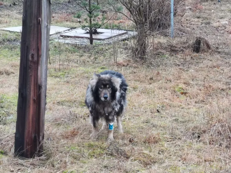 Koju jõudes oli Ilkas valmis taas rändama minema.