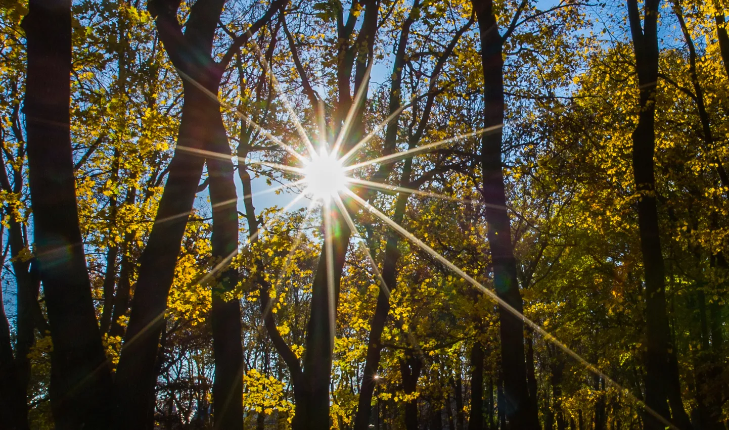 Sügisene Kalamaja park.