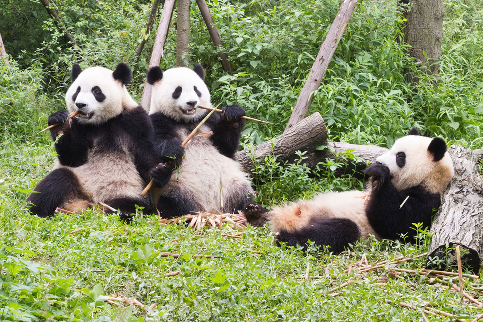 Pandad teevad kõigi tuju heaks