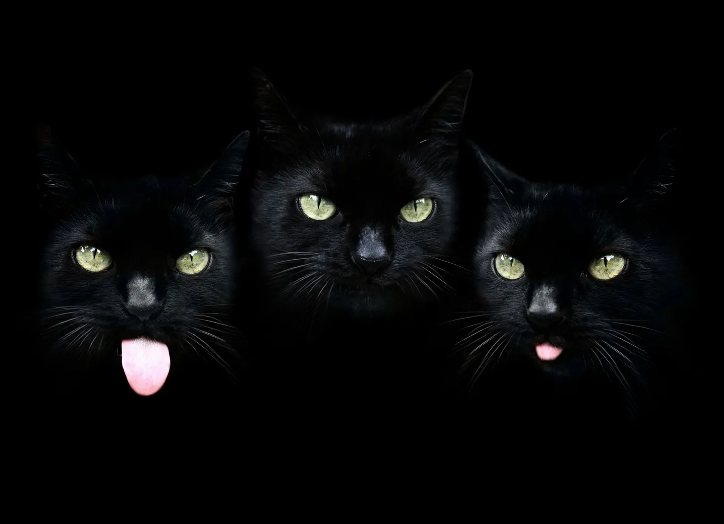 Черный кот
