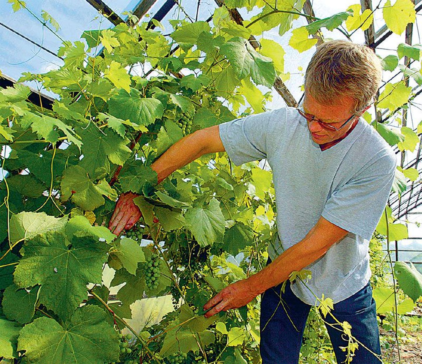 Tõrvaaugu talu peremees Harri Poom näitab oma kasvuhoones veel toorevõitu viinamarjakobaraid.