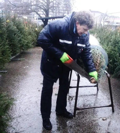 Peeter Räpp kuuske «pakkimas».