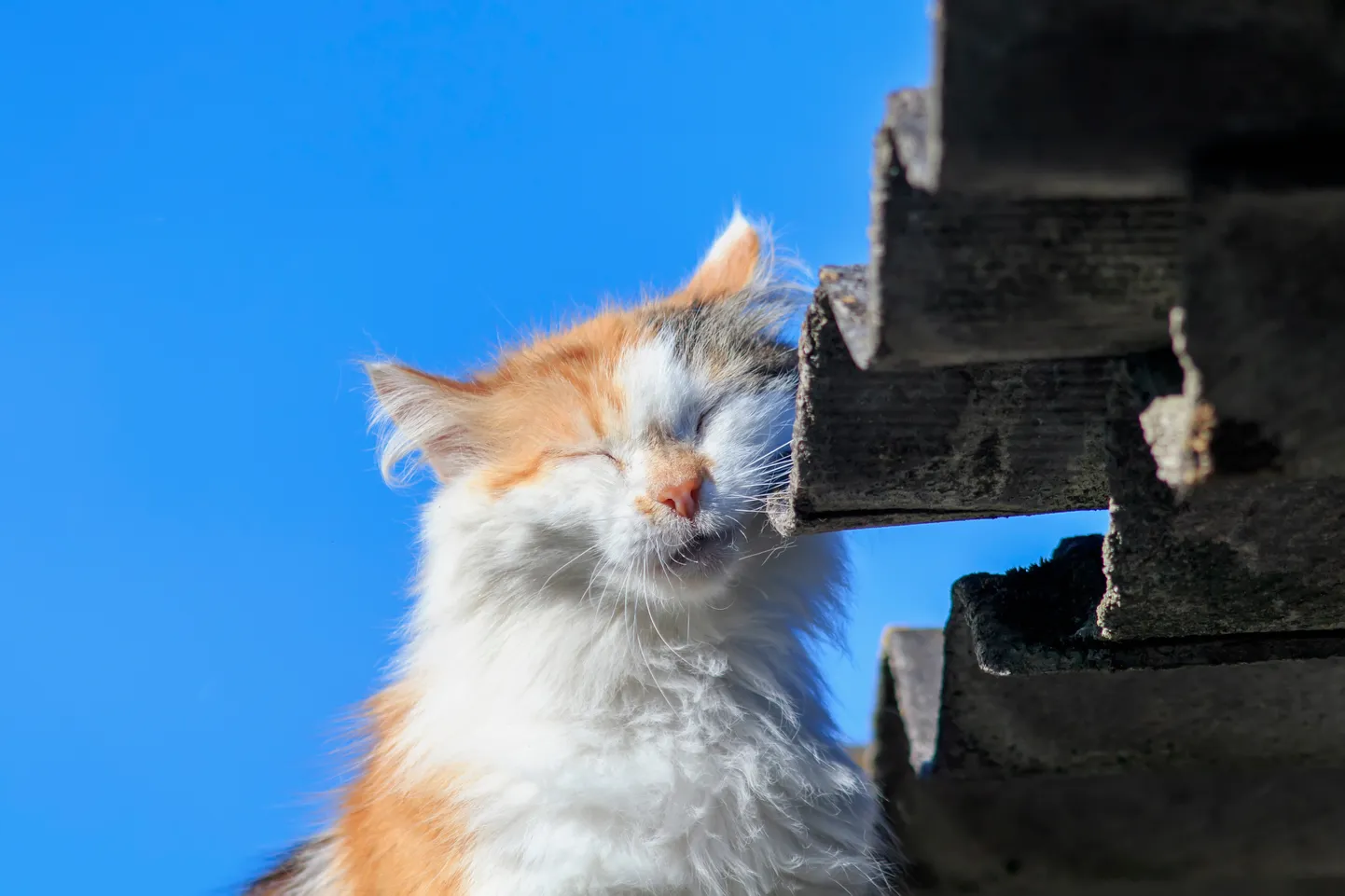 Raksta foto