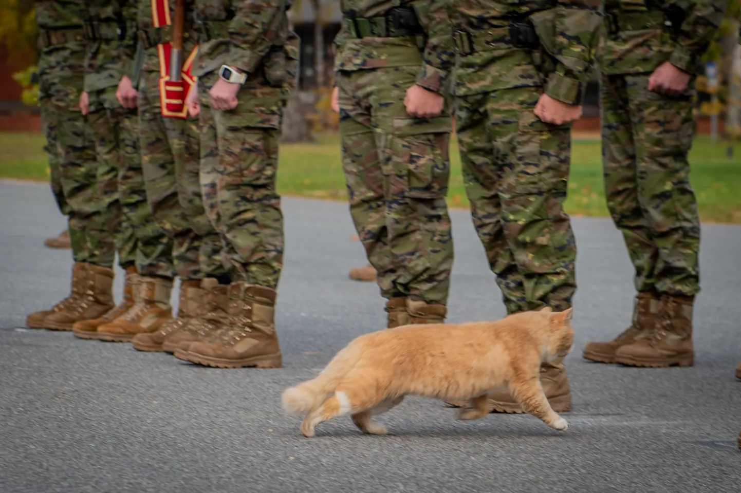 Военные и кот. Иллюстративное фото