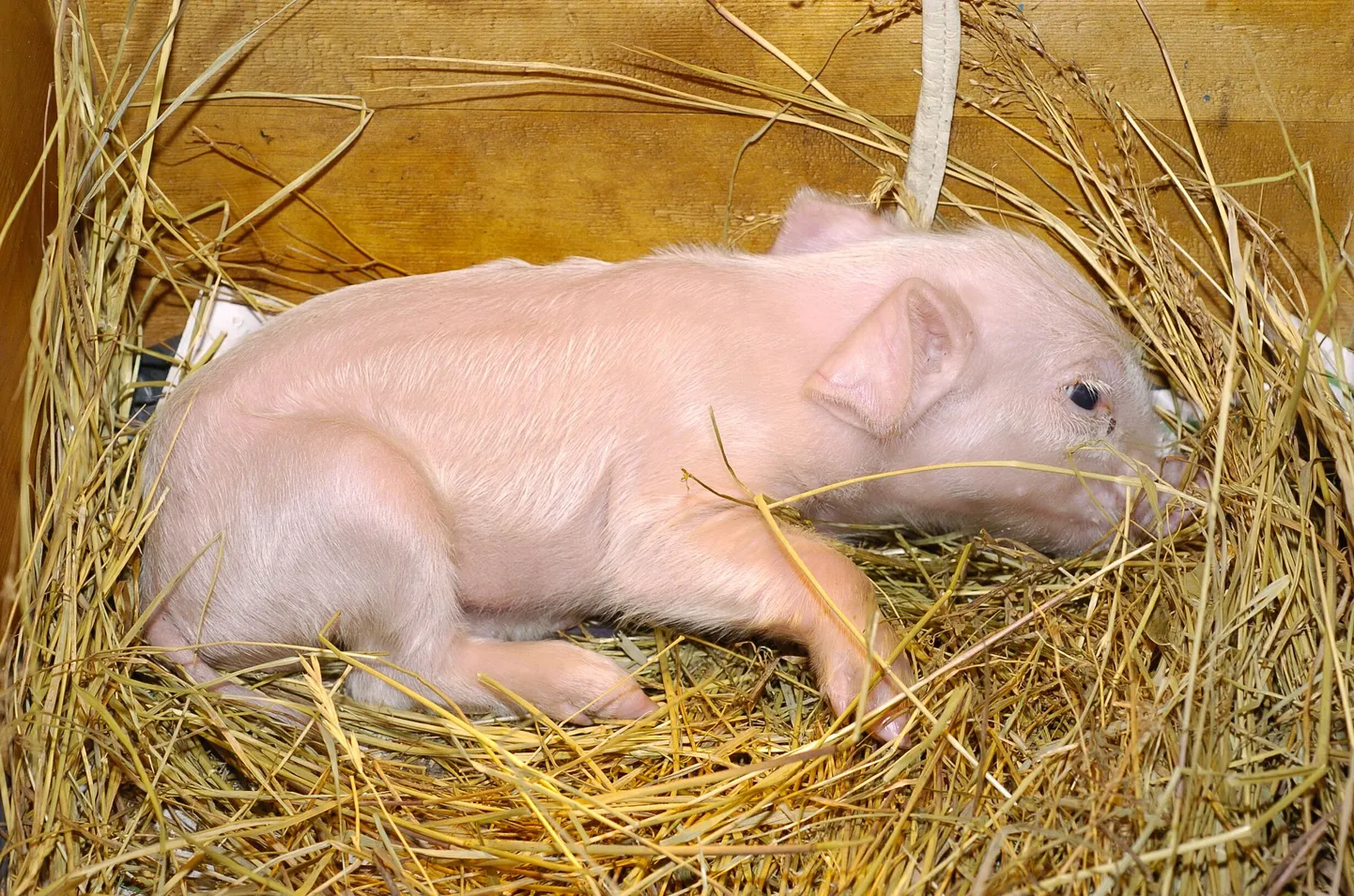 Kahenädalane põrsas