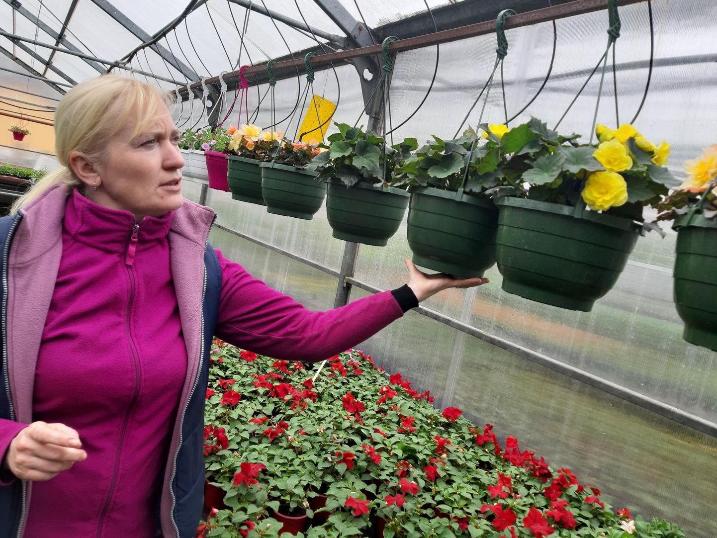 Kuuse aiandi juhataja Evi Kuusk rääkis, et emadepäeva paiku ostetakse kõige enam lilleampleid ja muid lilli.