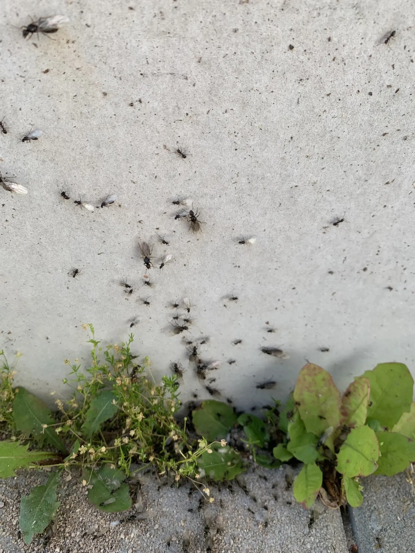 Jaagupipäevast kasevihta enam ei tehta, selles peitub üheksa ohtu.