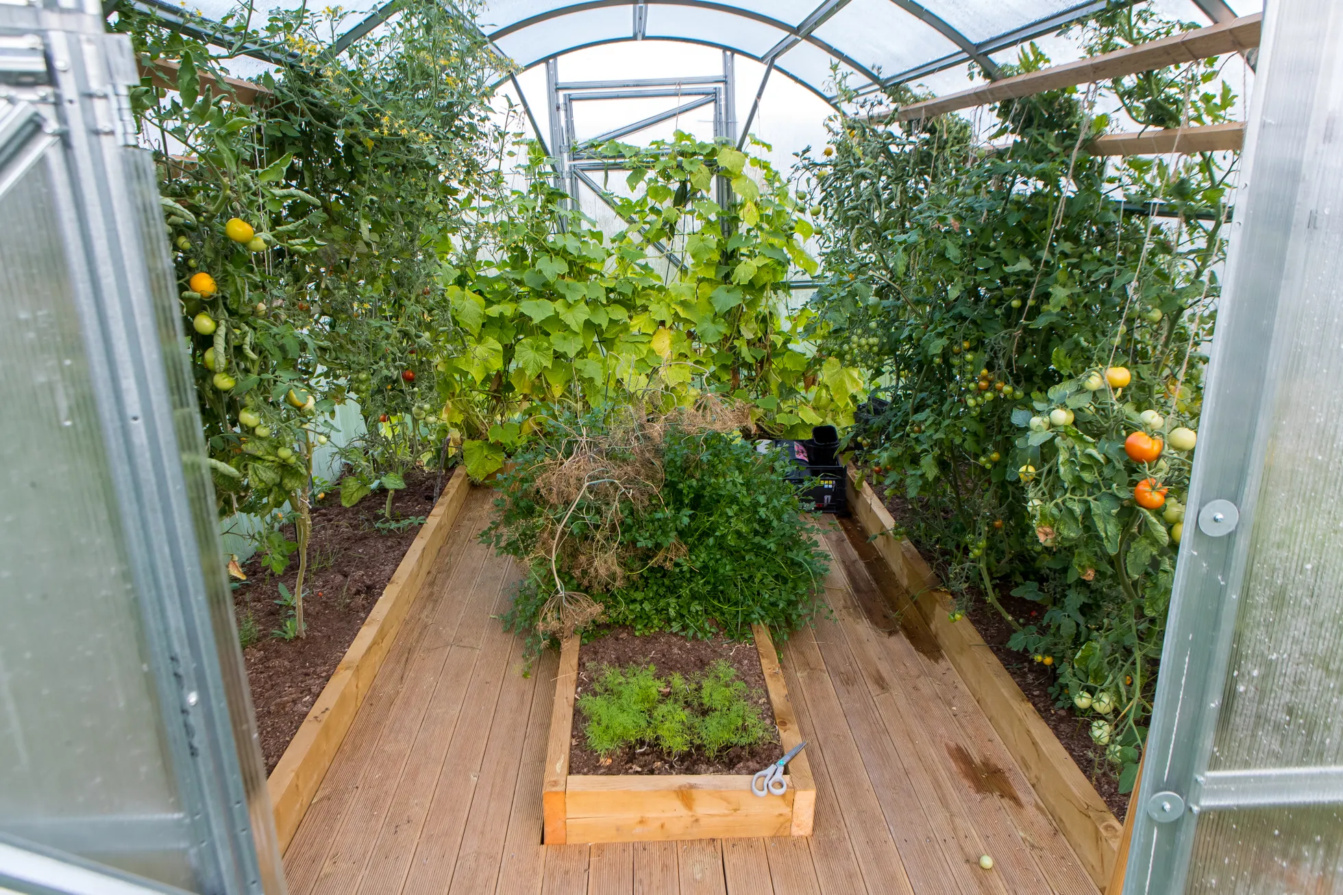 Hilissuvine pilk kasvuhoonesse kiidab tublit perenaist.