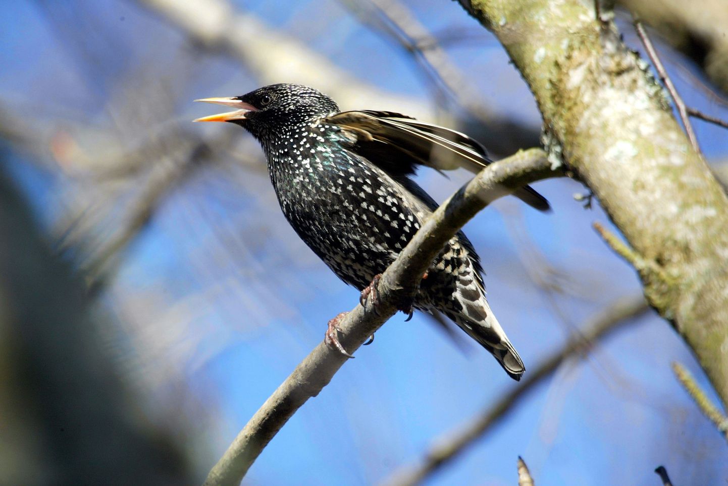 Ornitoloogiaühing kutsub nädalavahetusel kõiki linnusõpru osalema linnuvaatluspäevadel.