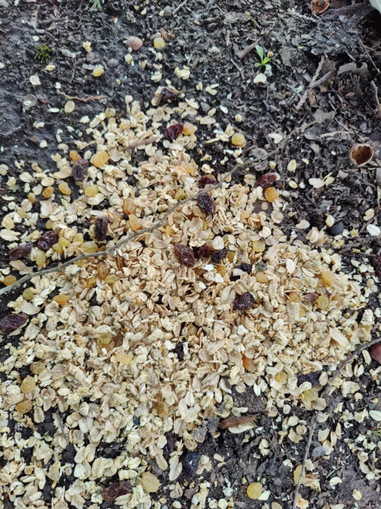 Magus müsli muudab oravad laisaks ning rikub nende toitumisharjumusi.