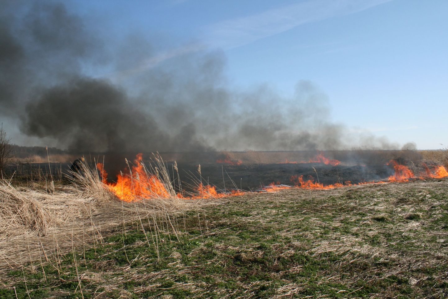 Pärnus Kalevi puiestee ääres põles ligikaudu ühel hektaril kulu ja roostik.
