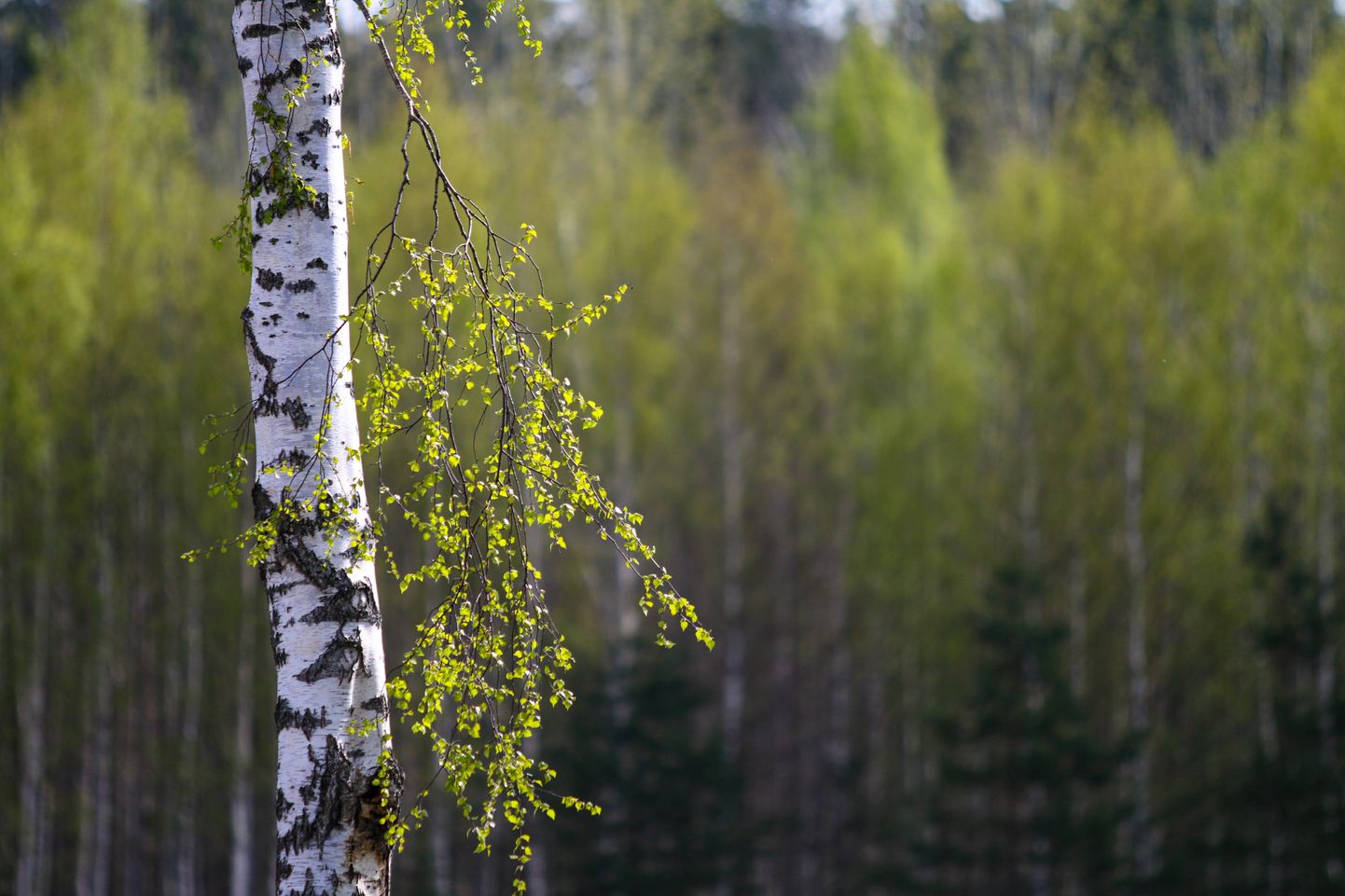 Kahe nädala jooksul külastatakse mitmeid tipptasemel metsandusettevõtteid, looduskauneid kohti ja kultuurisümboleid, mis annab võimaluse tutvustada Eestit ning siinset metsandussektorit.