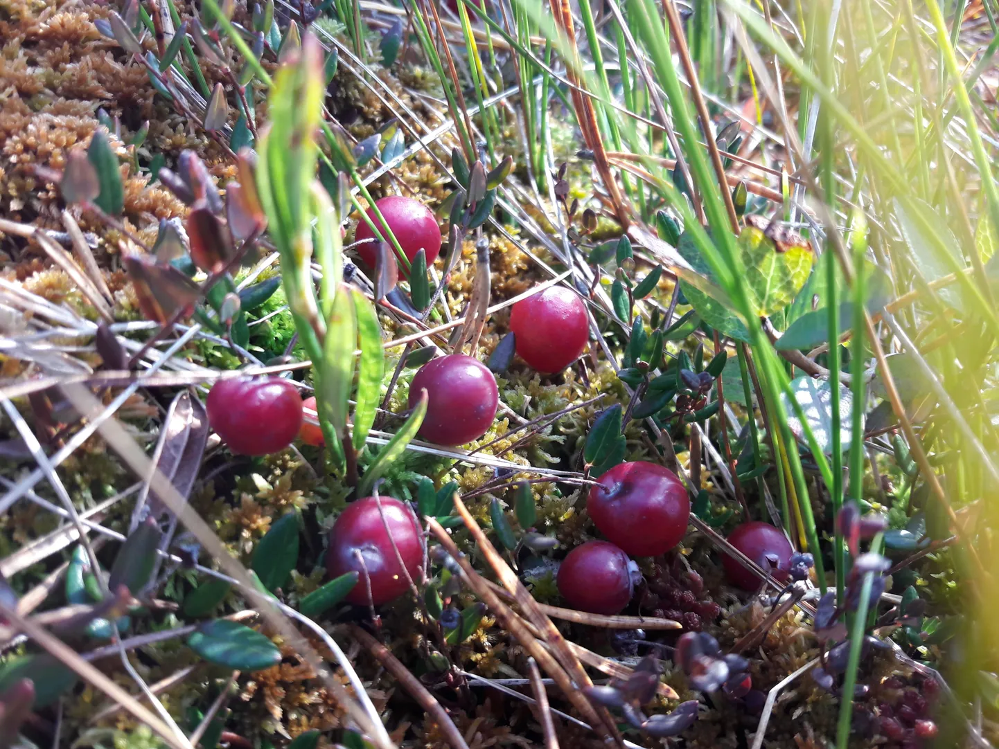Jõhvikale läinud ja eksinud 63aastane mees pidi öö Kassisaare rabas veetma, kuid pühapäeval leidis kopterimeeskond ta üles.
