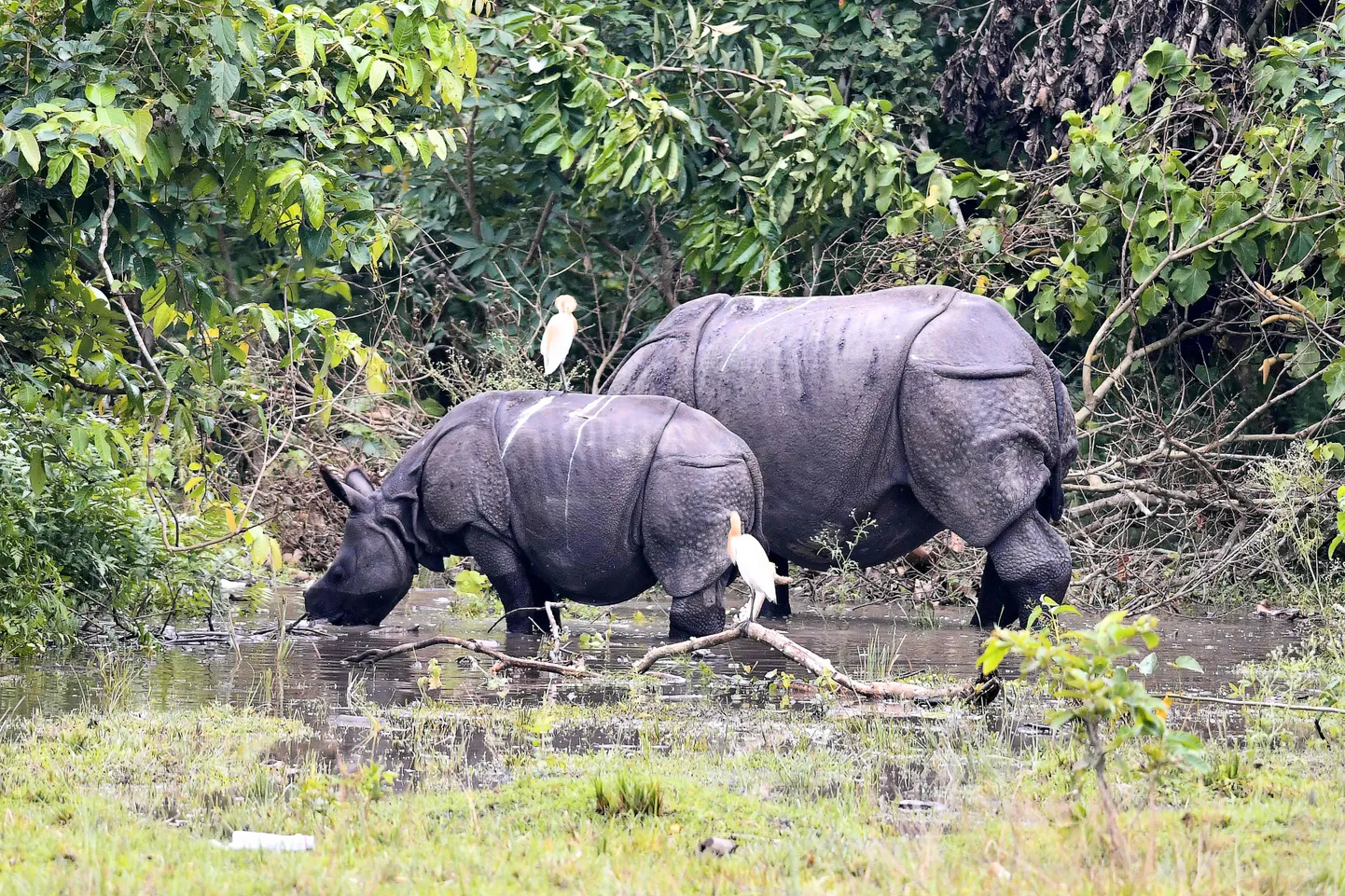 India ühesarvelised ninasarvikud Kaziranga rahvuspargis, millest umbes 70 protsenti on mussoonvihmade põhjustatud tulvadest üle ujutatud.