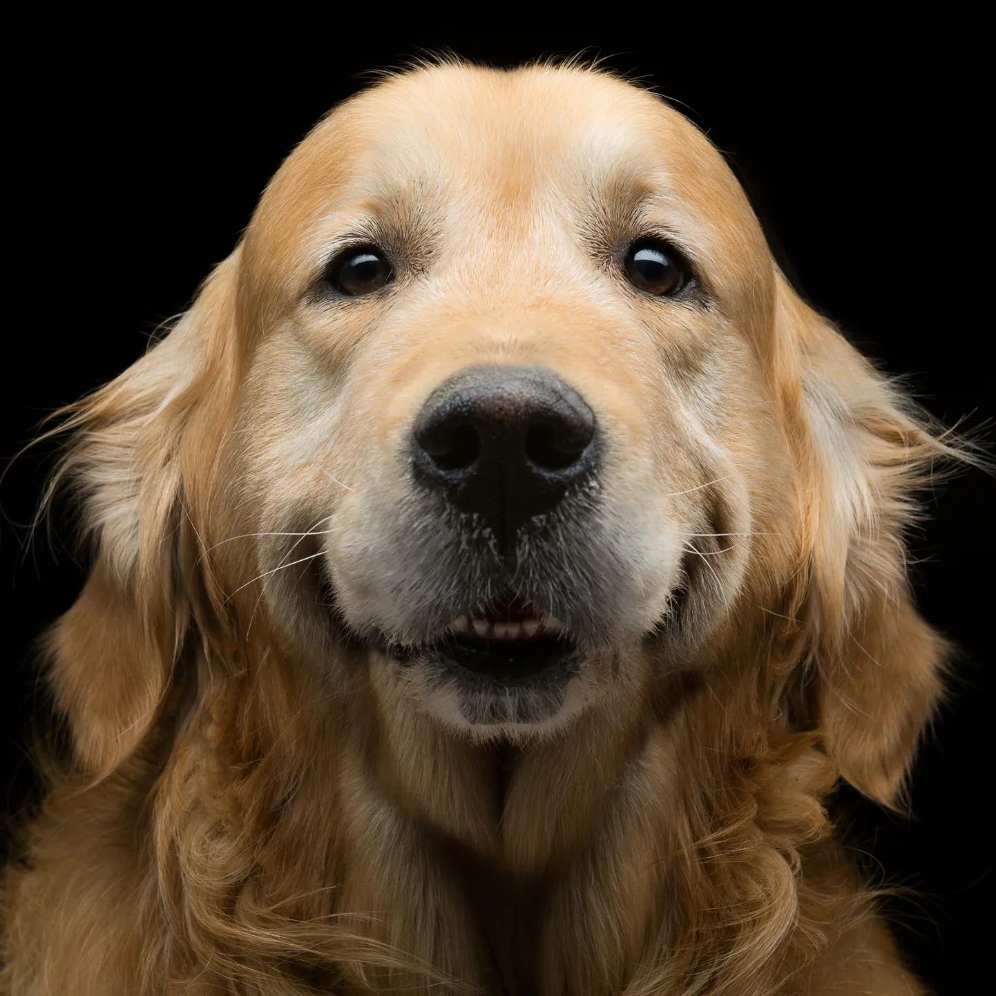Kuldne retriiver