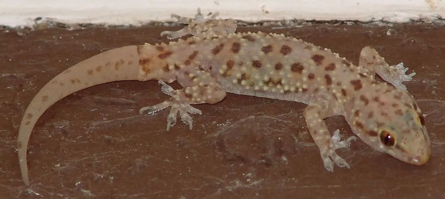Geko