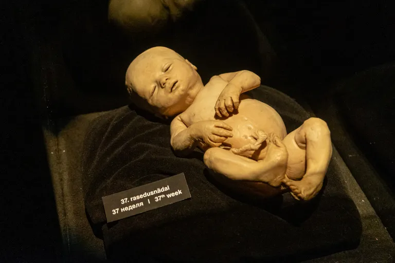 Открытие выставки Body Worlds в T1 Mall of Tallinn, 06.02.2020