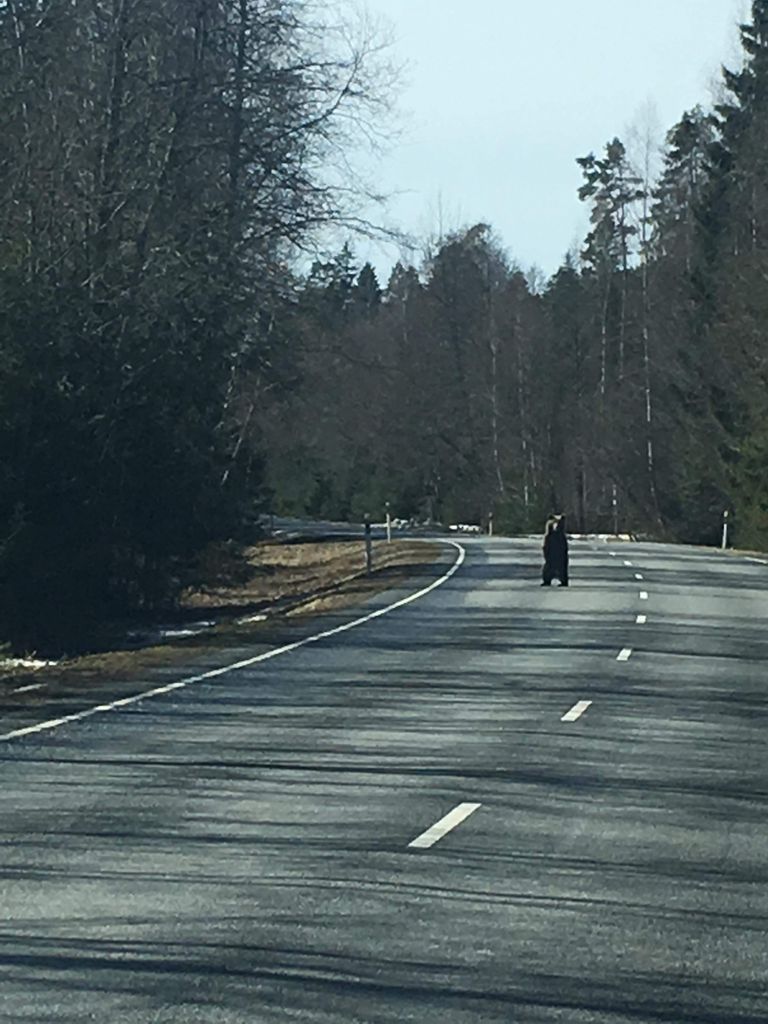 Karu näitas end Viljandi ja Kilingi-Nõmme vahelisel maanteel.