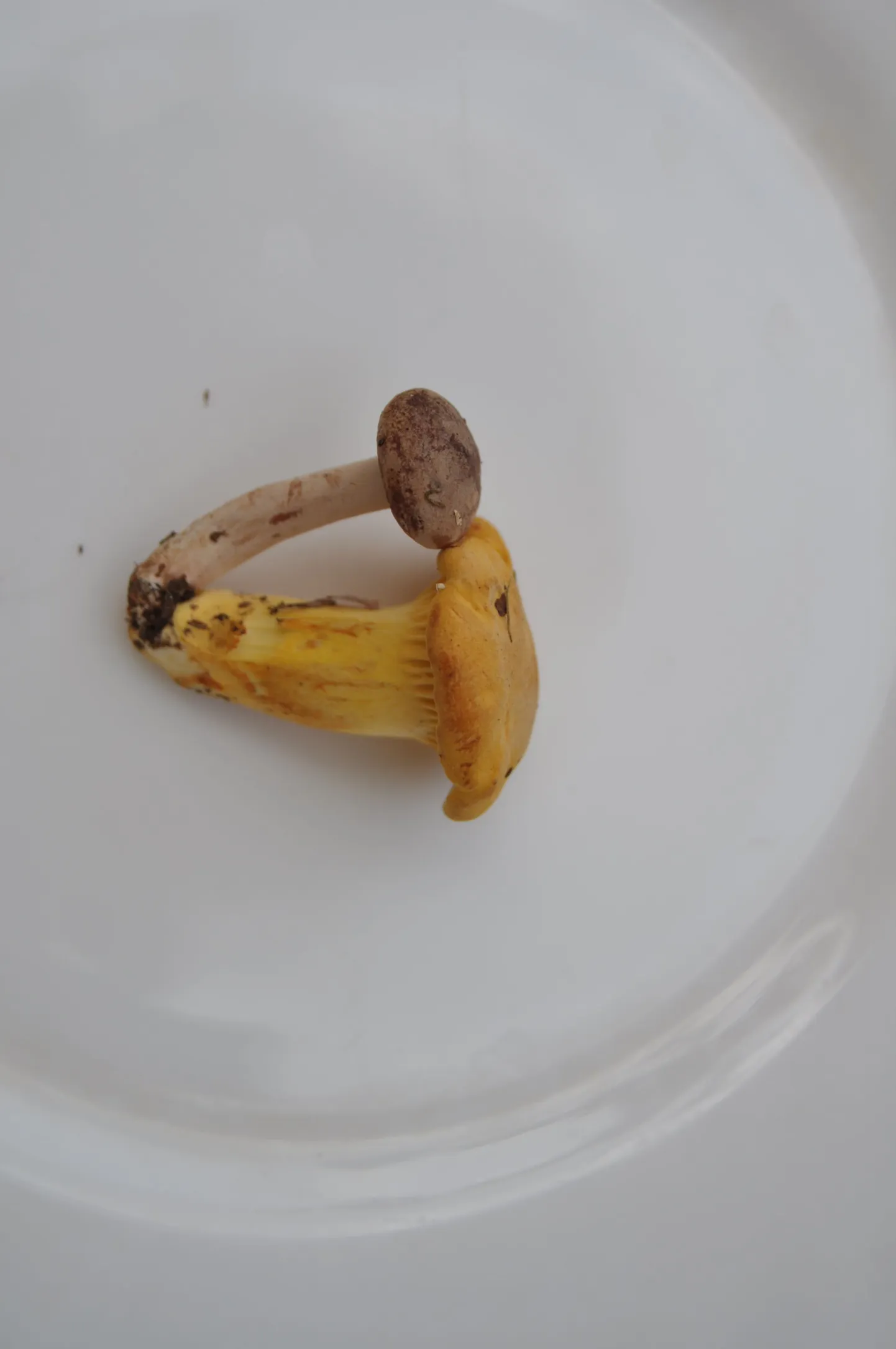 Männiriisikas ja kukeseen on kokku kasvanud.
